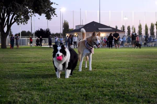 Dog Park at Freedom Park